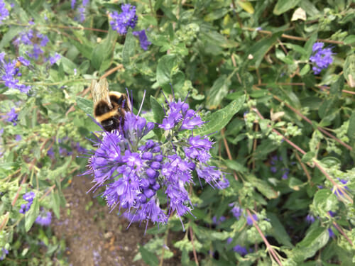 bees on Caryopteris