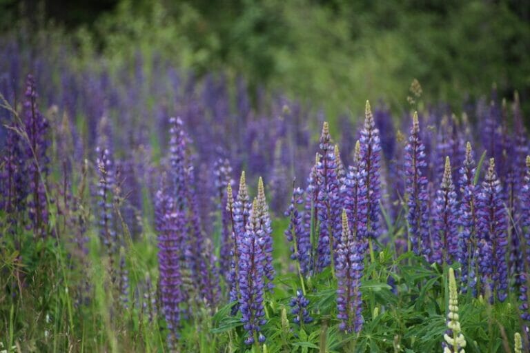 wild purple lupins