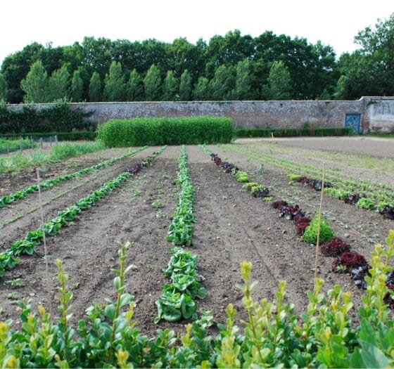 Garden growing produce