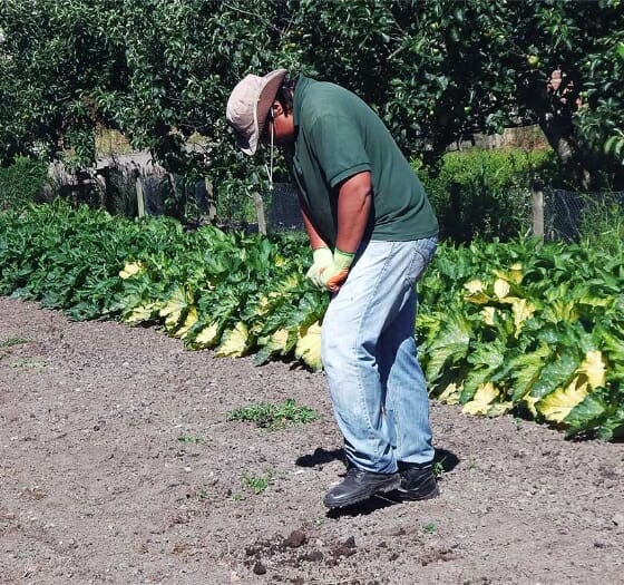 man working in the garden