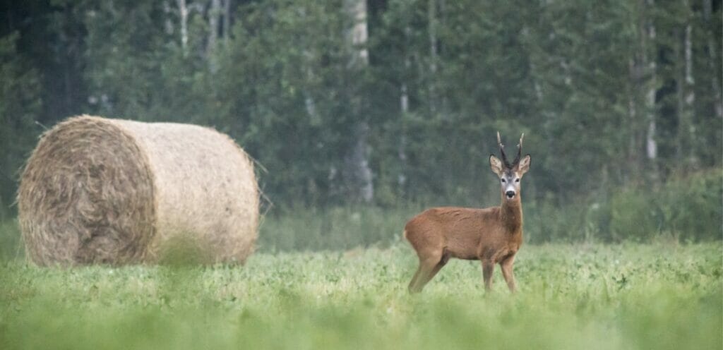 A deer next to hay bail