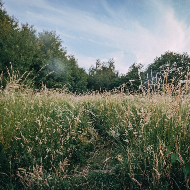 long grass