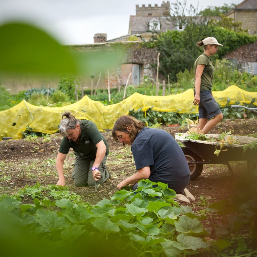 Volunteers working in the Kitchen Garden